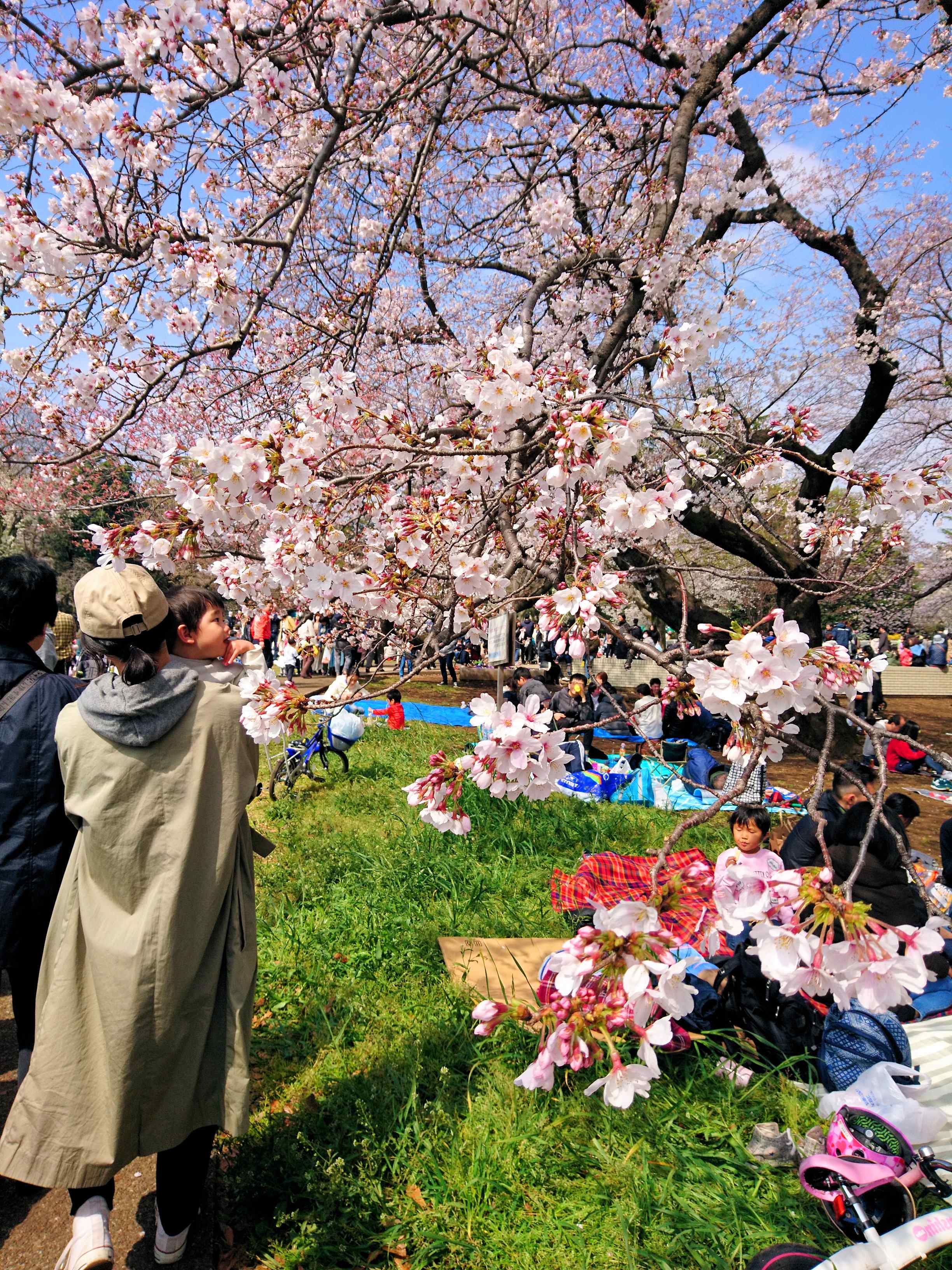 🌳 키누타 공원 (砧公園) 이미지 13